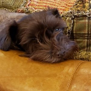 Meet your Posher, Shelley